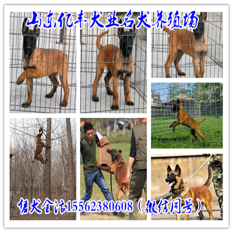 马犬最新价格动态与市场价格分析