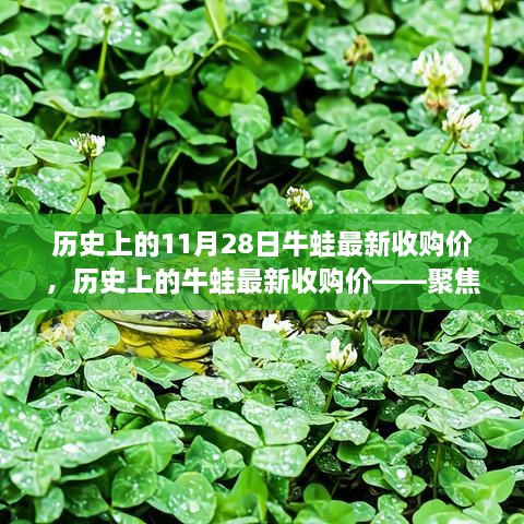 聚焦11月28日，历史上的牛蛙最新收购价行业洞察