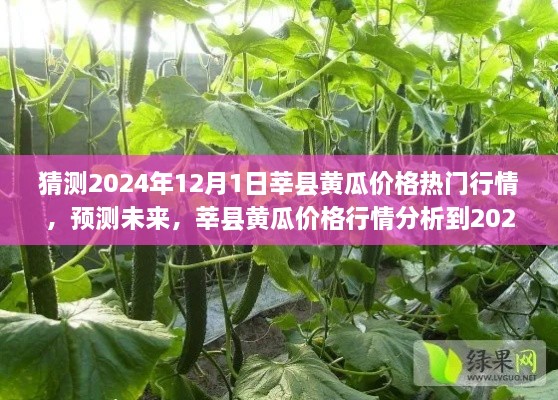 莘县黄瓜价格行情预测，2024年12月行情分析与展望