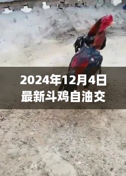 最新斗鸡自油交易市场入门指南，从新手到熟练者的每一步（2024年12月版）