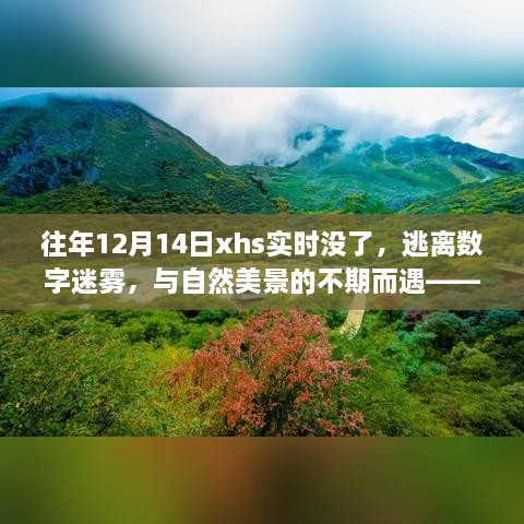 心灵之旅，逃离数字迷雾，偶遇自然美景的惊喜时刻