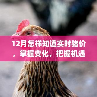 揭秘十二月实时猪价变化，洞悉机遇成就成长之路！